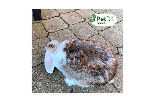 Billede af kanin og PetDK logo