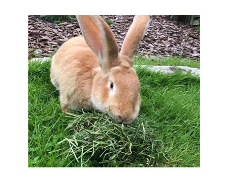 Kanin hø