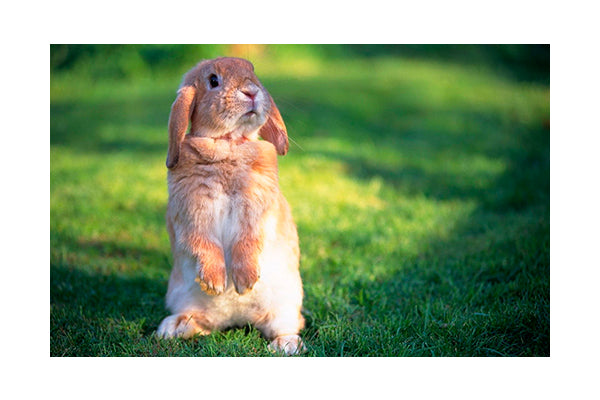🌿Frisk græs er godt for kaninens tænderne MEN.....🌿